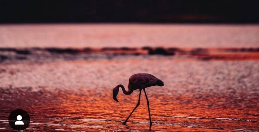 Hal Menarik di Danau Natron Hal Menarik di Danau Natron